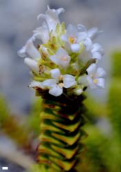 Veronica epacridea. Inflorescence. Scale = 1 mm.
 Image: P.J. Garnock-Jones © P.J. Garnock-Jones CC-BY-NC 3.0 NZ